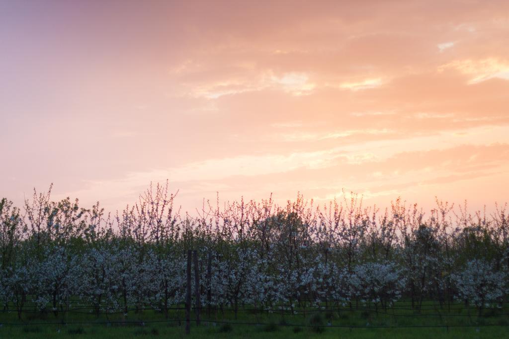 Cascina Delle Mele Bed and Breakfast Vittuone Buitenkant foto